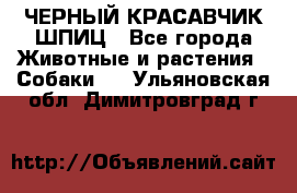 ЧЕРНЫЙ КРАСАВЧИК ШПИЦ - Все города Животные и растения » Собаки   . Ульяновская обл.,Димитровград г.